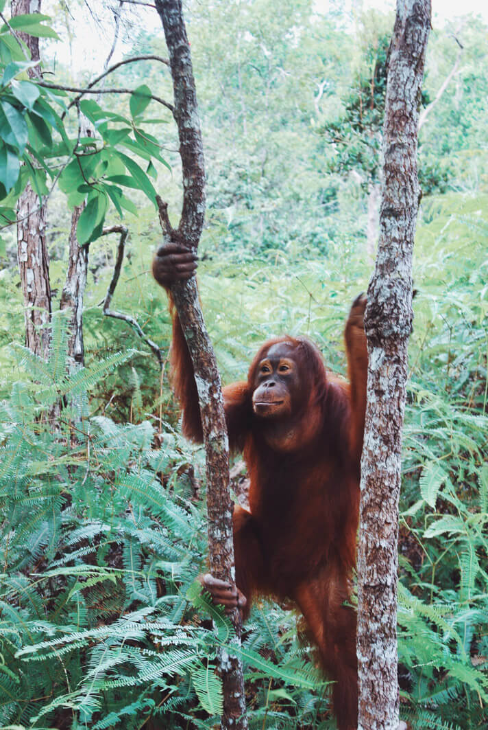 Couples_Coordinates_Indonesian_Orangutans1
