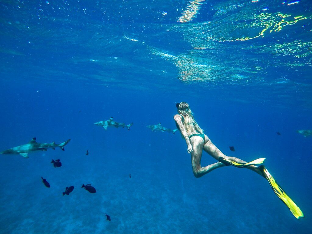couples coordinates alex swimming with black tip reef sharks in bora bora