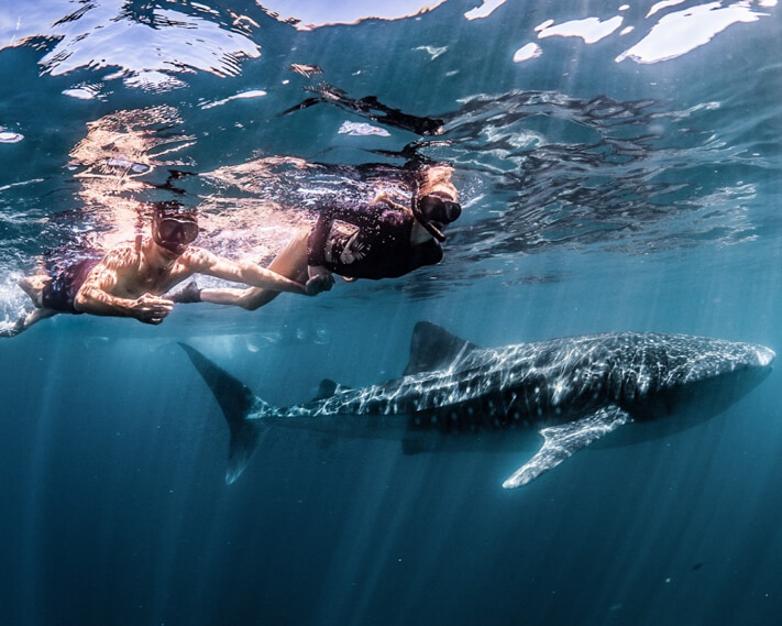 swim with whale sharks in exmouth australia ningaloo discovery and couples coordinates