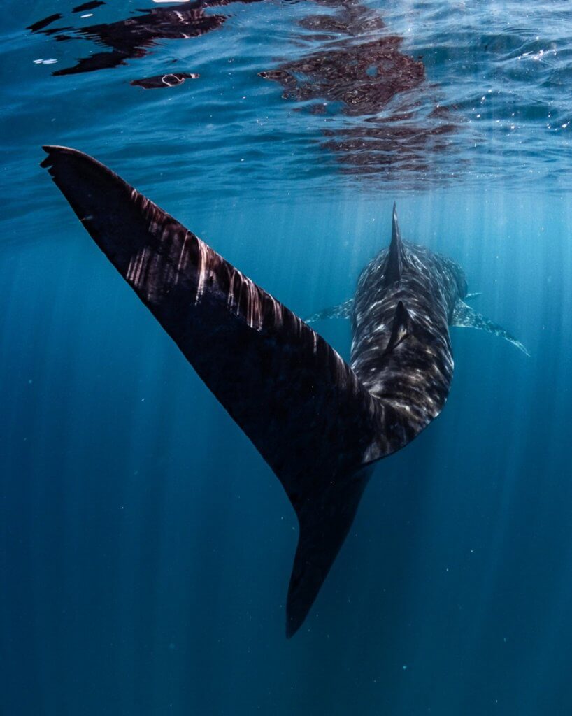 swim with a whale shark exmouth australia 