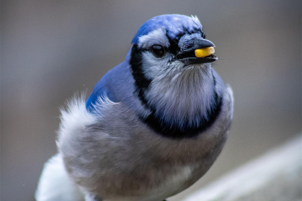 Blue jay symbolism