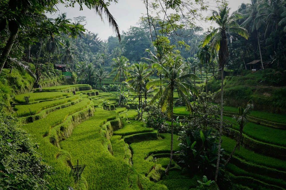 Rice landscapes