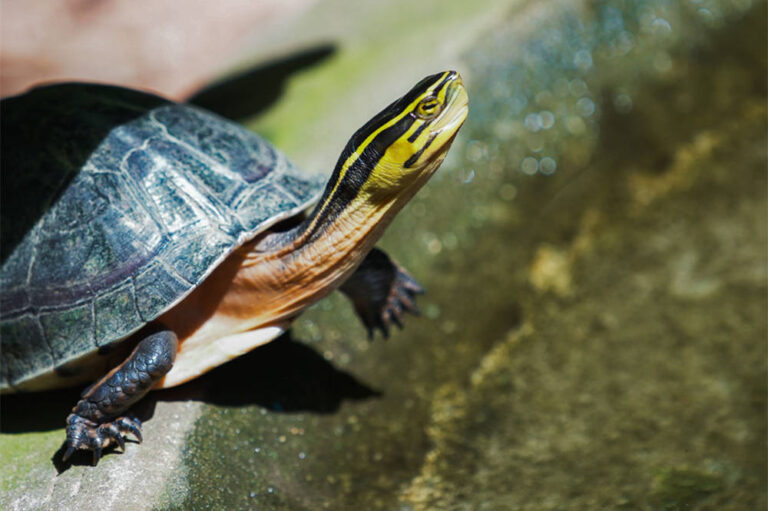 Turtle names