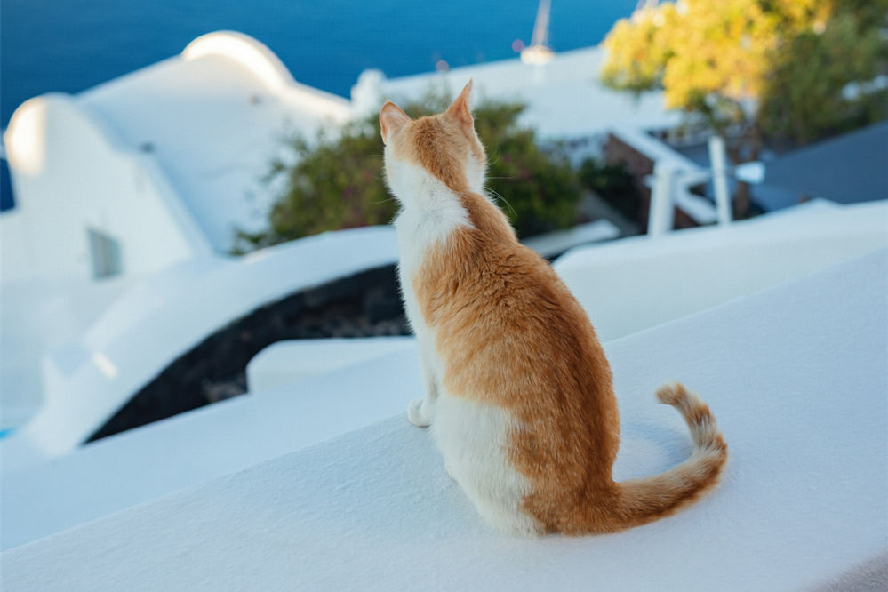 How to travel with a cat